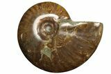 Red Flash Ammonite Fossil - Madagascar #187254-1